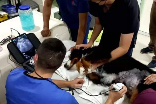 CHISON Sonotouch 30 Sonoeye Планшетный УЗИ сканер